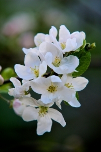 Flowers - of - apple - tree - 1445313 - m