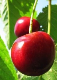 Mellow - cherries - 1 - 1302152 - m