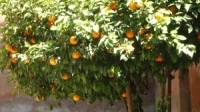 Orange - tree - 1444816 - m